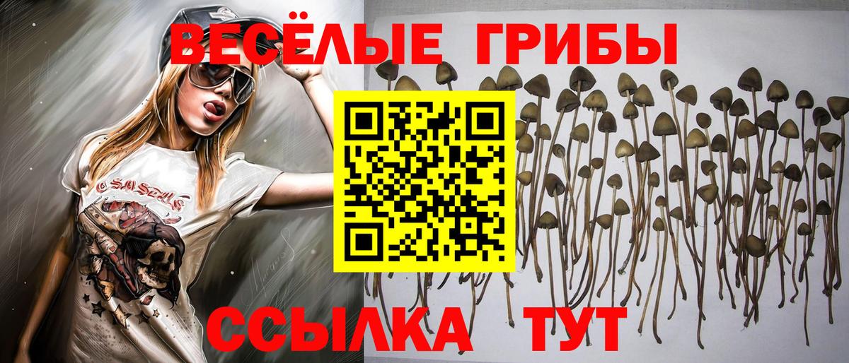 Псилоцибиновые грибы Cubensis Осинники